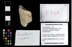Foto (Objekt + Etikett) von Goniodromites bidentatus (Reuss, 1858)  (NHMW-GEO-2014-0194-0768)